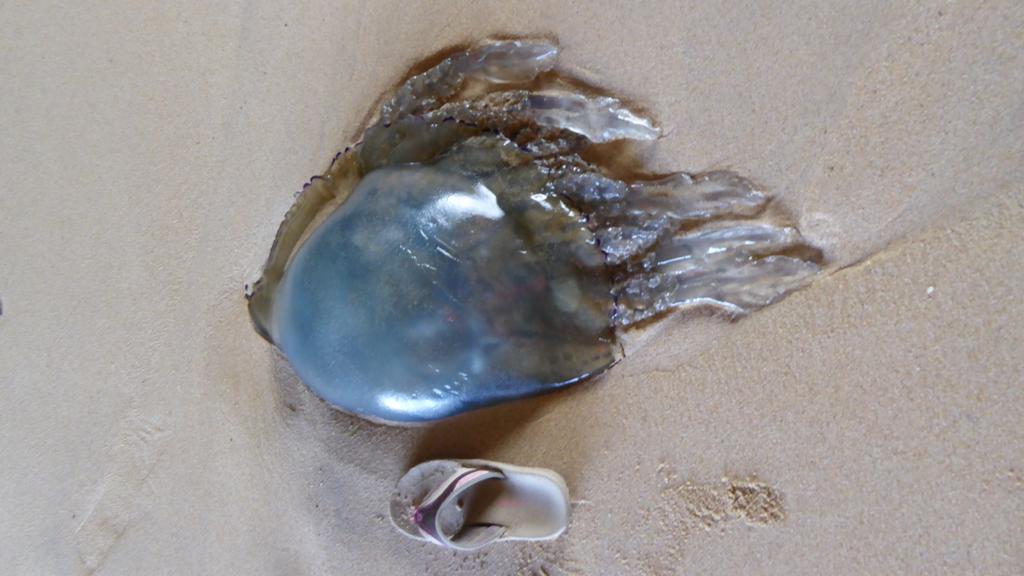 One large jellyfish in the harbour this morning. @stivesnews <a href="/Cornwall_Coast/">Cornwall Coast</a> @beauty_cornwall <a href="/BBCCornwall/">BBC Cornwall</a>