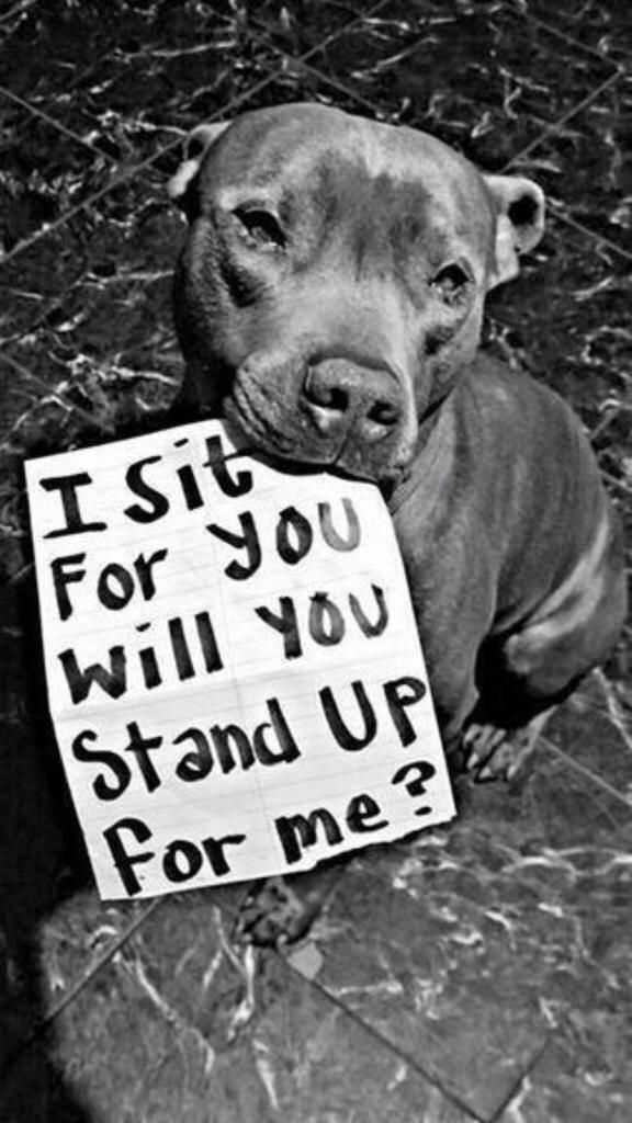 Ccrayy007's tweet photo. #StopYuLin2015 in China every year they have a Dog meat festival PLEASE SIGN THIS PETITION https://t.co/XBWw2CjDLN http://t.co/7JiqDIaVvP