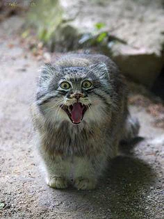 ネコ科最古のネコ　マヌルネコが表情豊かでカワエエｗｗｗ