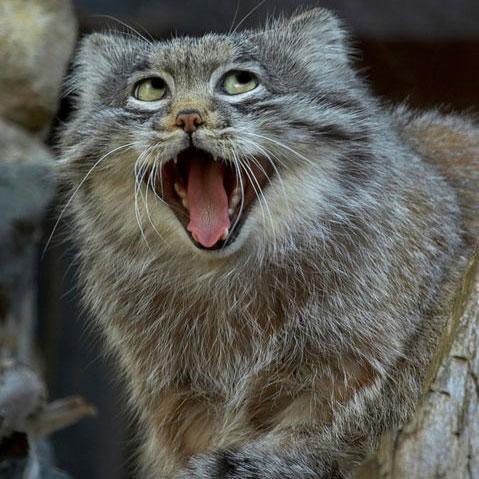 激カワ モフリたい マヌルネコがいる日本の動物園あれこれ まとめ Matomehub まとめハブ 激カワ モフリたい マヌルネコがいる日本の動物園あれこれ まとめ Matomehub まとめハブ