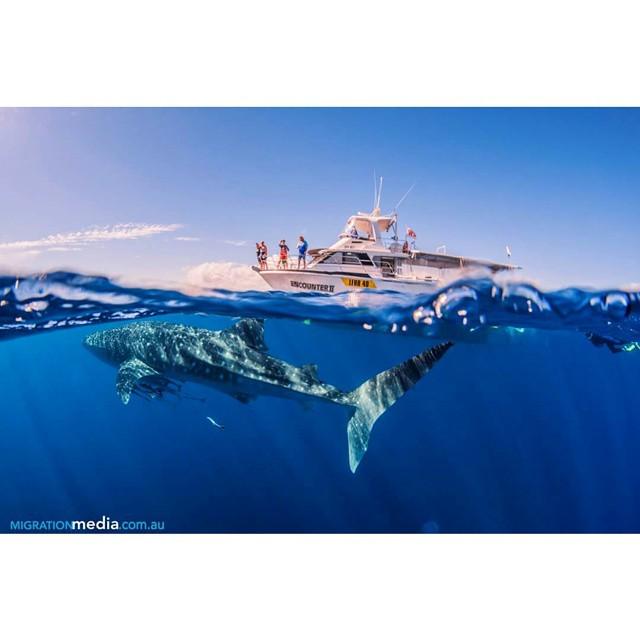 Migration_Media's tweet photo. Unbelievable visibility in Coral Bay at the moment #thisisWA #ningaloo #mynikonlife #nauti… http://t.co/MrktgvipB0 http://t.co/ar41iq0KUA