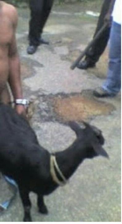 Think, People having sex with goats consider People having sex with goats consider