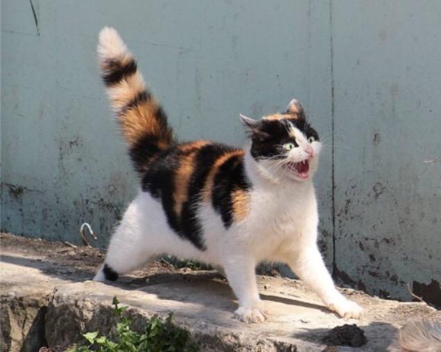 How it feels trying to put that one mega fast lap together in qualifying.