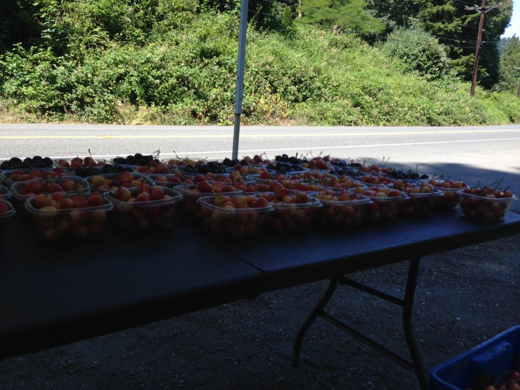 I am back here at sahalle way outside sammamish wa selling more fresh sweet juicy cherries so stop on in and get sum