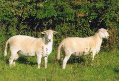 EasycareSheep's tweet photo. @TudfulTamworths http://t.co/0Mb7VgB92j