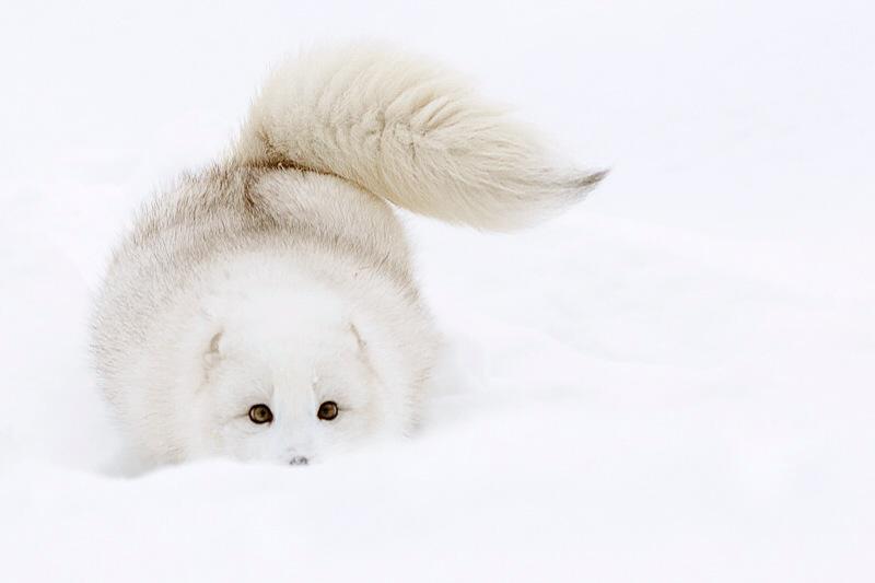 Getting ready to pounce....