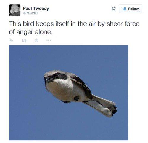 MensHumor's tweet photo. That's one pissed off bird... http://t.co/RFuLaHZtNr