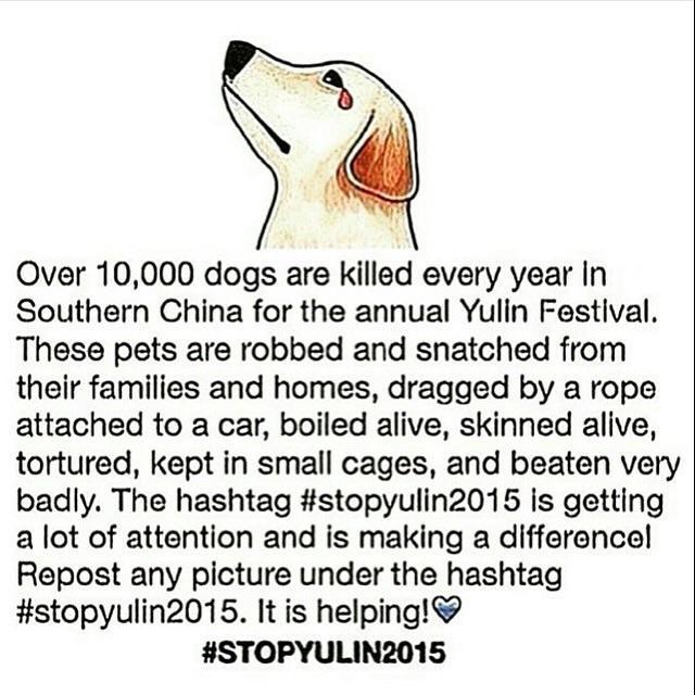 TheFirstBruno's tweet photo. @sudjiwotedjo #StopYuLin2015 #StopYulinFOREVER #HumanWithoutHumanity http://t.co/rgwTOYNQVh