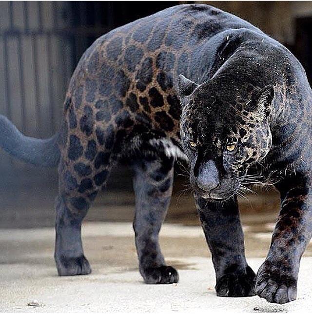 Too_Exotic305's tweet photo. #BlackPanther #RareBreed 🌑 http://t.co/M7ojgT2G5m