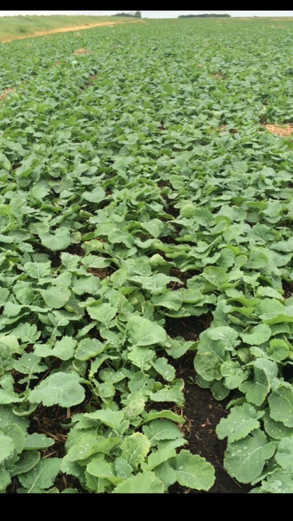 Seedmaster really did it again this year only better!! Their truly the leader by design #SeedMaster <a href="/SeedMasterMfg/">SeedMaster Mfg.</a>