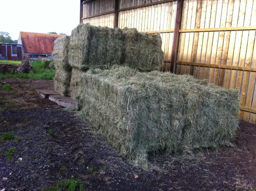 FarmStokehill's tweet photo. ..... Safely inside a barn #itcanrainnow http://t.co/KBirFxb1sN