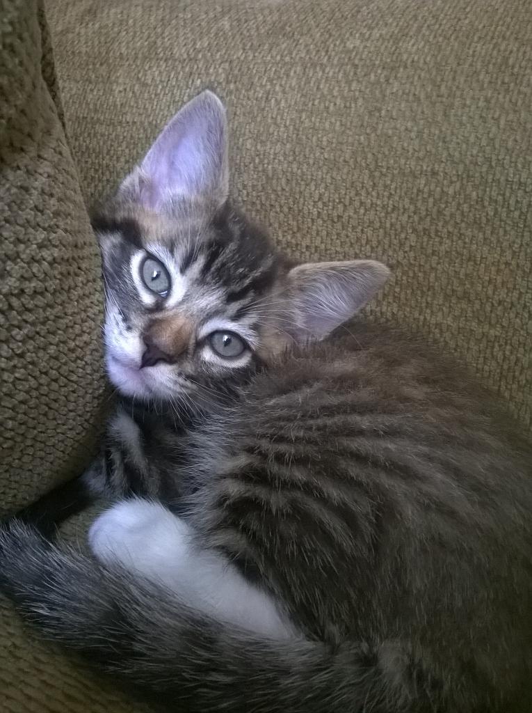 LITTLE__SAILOR's tweet photo. #SamForMMVA ✳  my kitty is looking at me like leave your lover and pet me ... #SamForMMVA http://t.co/tzrTTqDdGa