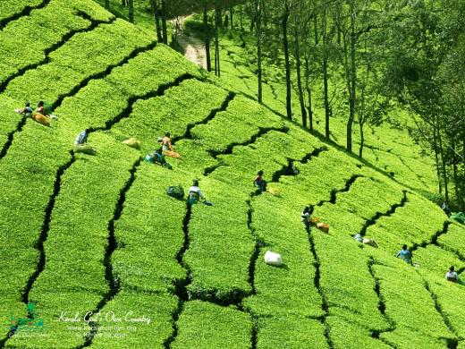 CA_tea's tweet image. A hillside #tea estate in the Southern part of India.  Gorgeous!   Photo: tinyurl.com/qbcp3uj