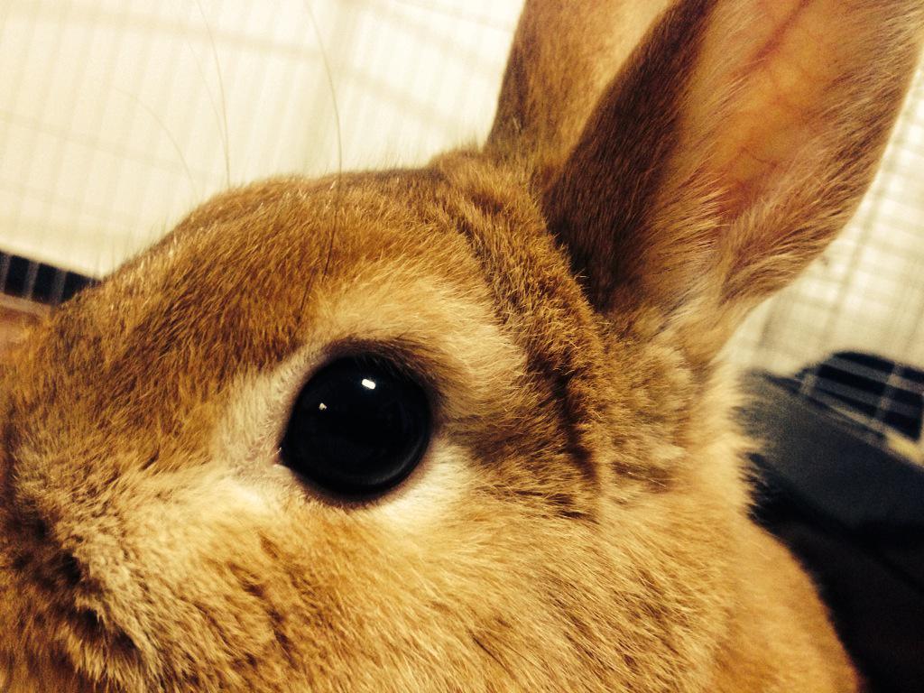 tomotter0809's tweet photo. かわいい。。 http://t.co/nm19T7hnUt