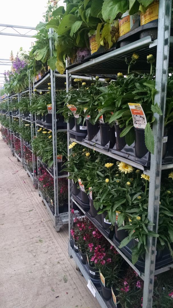 Gallon Shasta Daisy, Gaura, and Digitalis all ready to arrive Monday at all NJ <a href="/HomeDepot/">The Home Depot</a> <a href="/ChristineTHD/">Christine Sweeney</a> <a href="/KriistineL/">Kristine Lonergan</a>