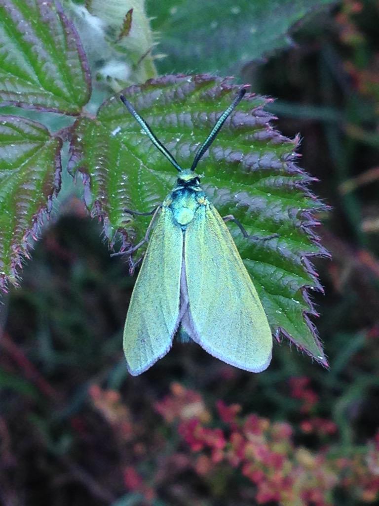 darth_feathers's tweet photo. Another lifer #ForesterMoth http://t.co/9UBfrMtiTl