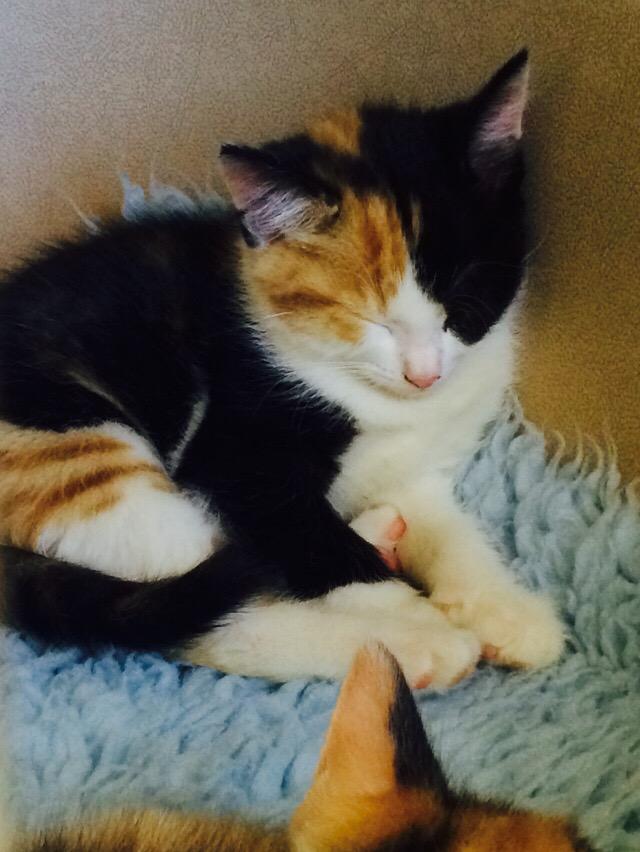 CatsShelter's tweet photo. When the going gets tough, the tough...... Go to sleep! http://t.co/MJ3EkMTn74