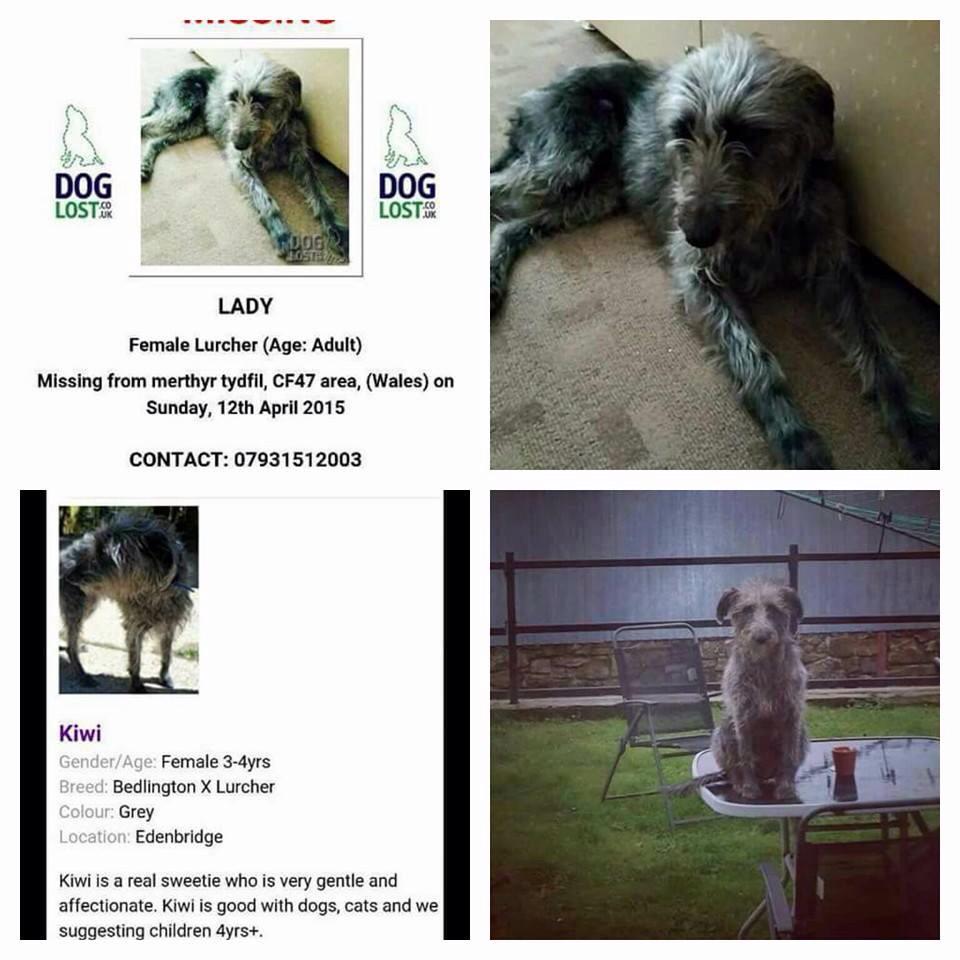 LadyStolen's tweet photo. @joncuthill Do you think if your dog isn't chipped it deserves to be stolen &amp; then rehomed? The rescue refuse to help http://t.co/SzzQ8p3zqr