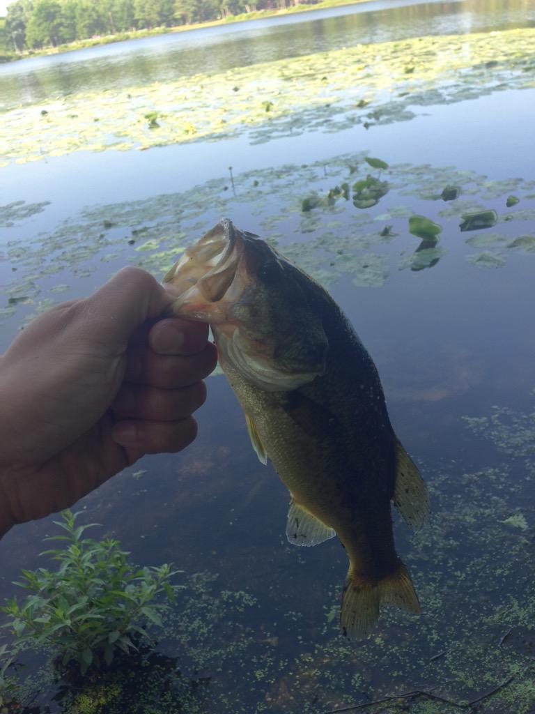 BassFishnTips's tweet photo. RT @jmo289: Frog fresh out the box on the first cast #spro #bronzEye #JrPop #bass @Sportfishjunkie @BassFishnTips http://t.co/ygMABeq9JH