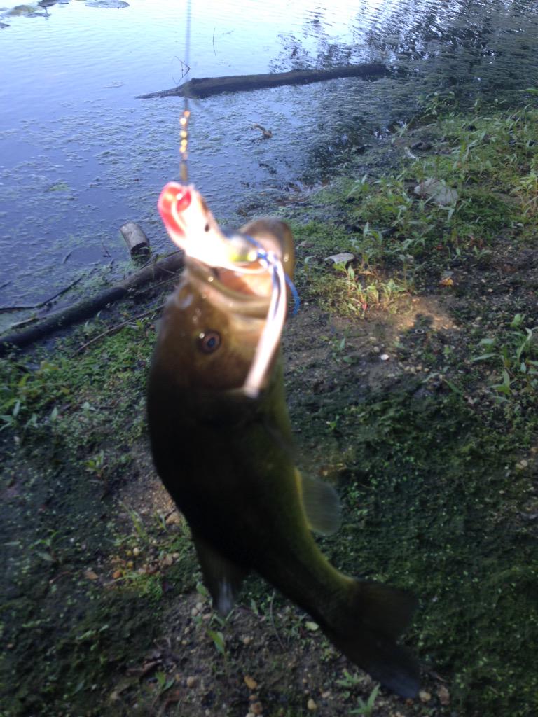 BassFishnTips's tweet photo. RT @jmo289: Frog fresh out the box on the first cast #spro #bronzEye #JrPop #bass @Sportfishjunkie @BassFishnTips http://t.co/ygMABeq9JH