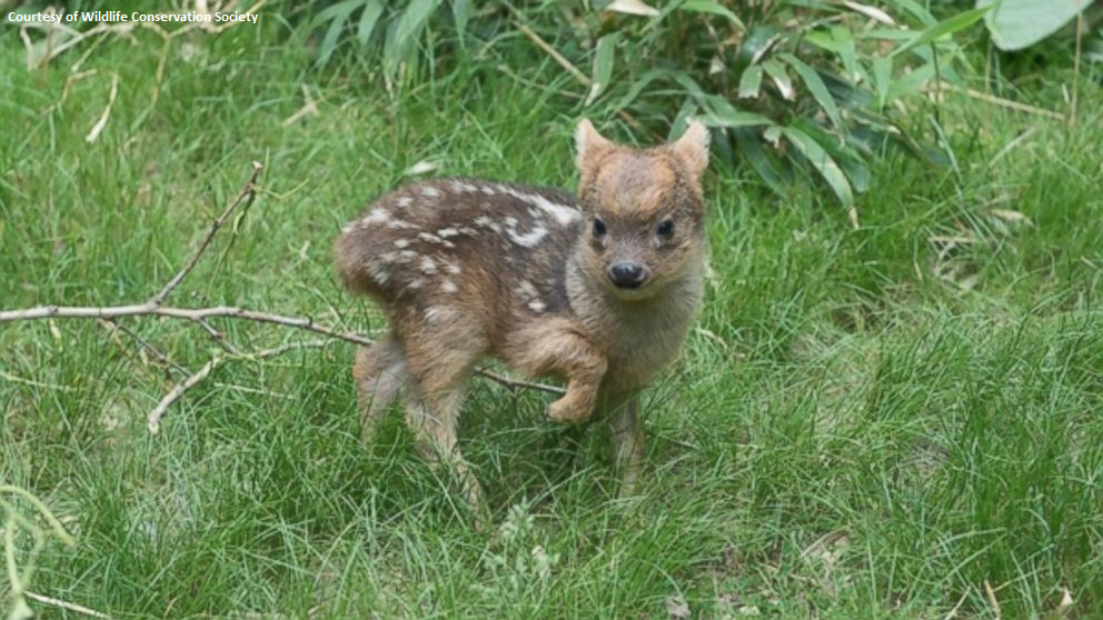 ABC's tweet photo. World's smallest deer species born at New York zoo: http://t.co/uad5Wh0A6C http://t.co/6MGYK2hnbX