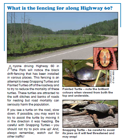 algonquinoutfit's tweet photo. RT @Algonquin_PP: Egg-laying female turtles are on the move putting up turtle fencing to help keep them safe. http://t.co/QqXeELPhJG