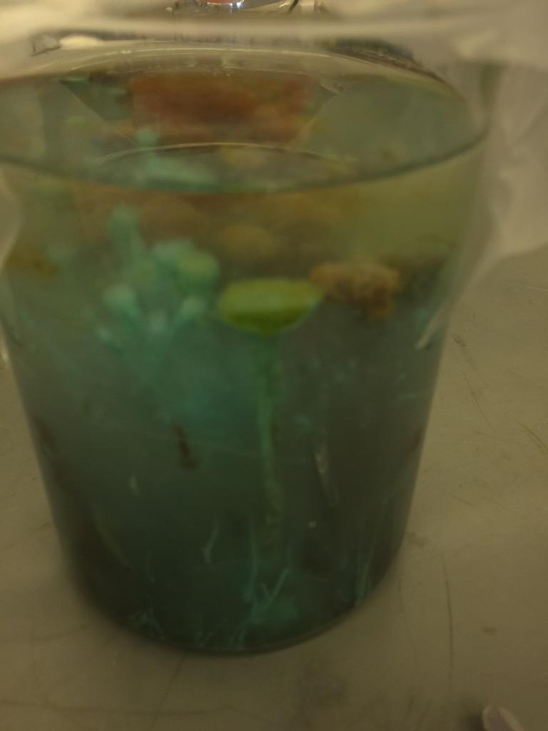 MsCrainium's tweet image. Chemistry is Art!! #showmeyourscience #showmeyoursummer #cobbscience @brenda_roth #cobbchat
