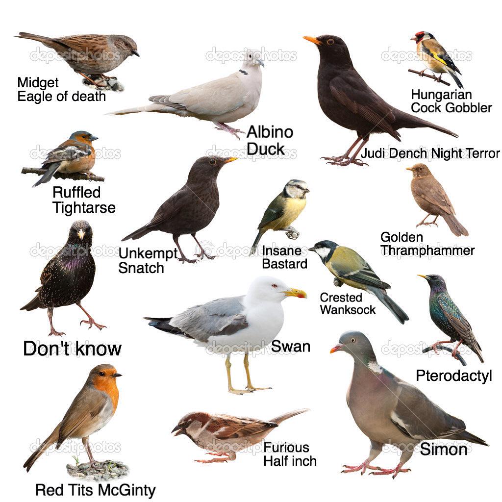 Garden Bird Chart