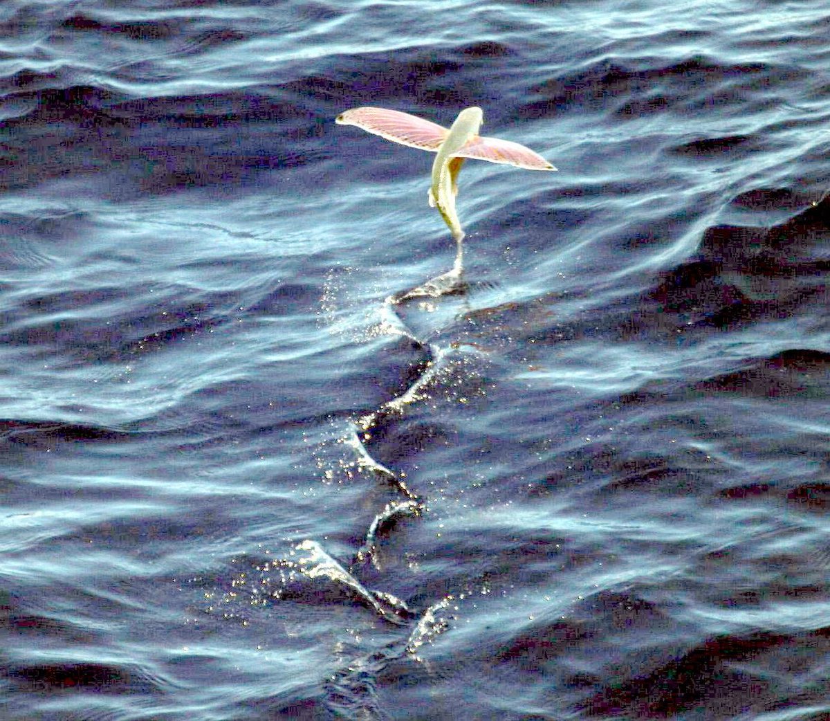 15EMagellan's tweet image. On the other hand, we have also encountered fish with wings, in great numbers. What a sight! #natureiscrazy