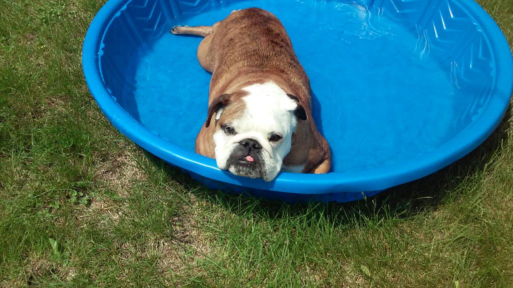 Jordan_Bianchi's tweet image. Just a nice relaxing day by the pool. The only thing he doesn't have is a floaty.