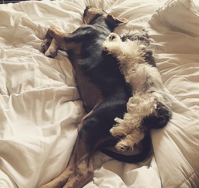 DieselSchaefer's tweet image. Me and the sister got comfy in auntie Ashlee's bed today. #beingapuppyishard