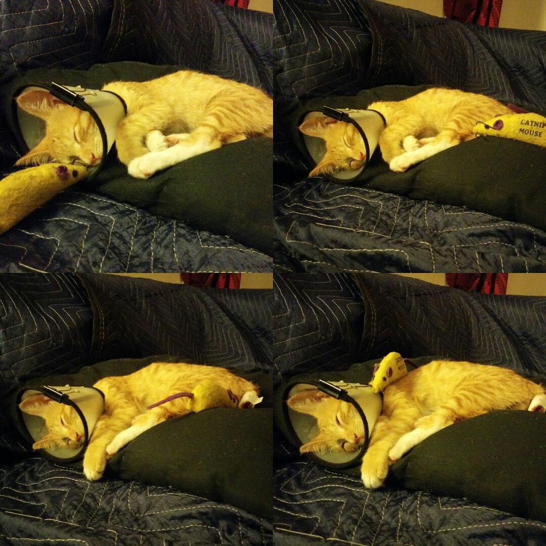 SherKhanMeow's tweet photo. Dreams, nightmares and other close encounters! http://t.co/BtpGWwKMdL