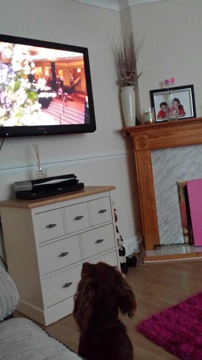 KatieW243's tweet photo. Gorgeous boy glued to the tele 🐶 http://t.co/KPmvGmvm3q