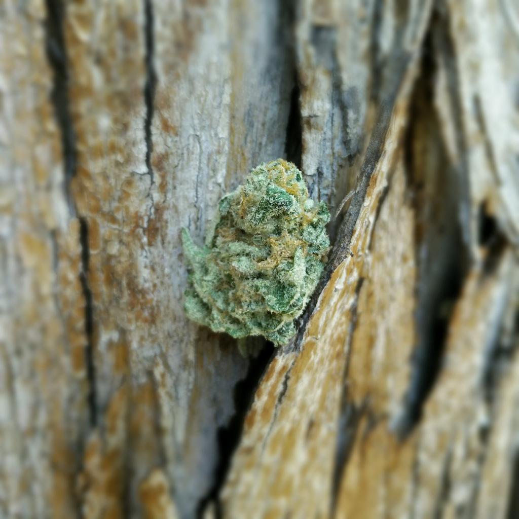 strainrobbers's tweet photo. A bit of #LambsBread for the morning broadcast of #AskAStoner 
#cannabis #marijuana #weed #periscope http://t.co/rYmpeYmamD