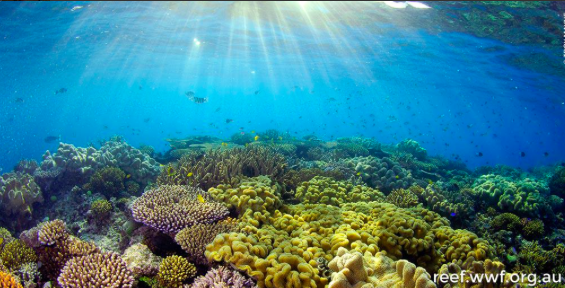 Please, bleep, please <a href="/UNESCO/">UNESCO 🏛️ #Education #Sciences #Culture 🇺🇳</a>, protect the #GreatBarrierReef! It's #precious reef.wwf.org.au  #WorldOceansDay