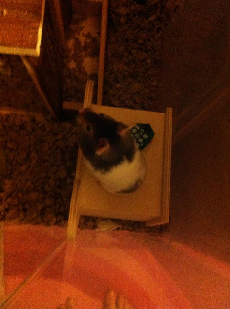 Adeli-chan tweet media