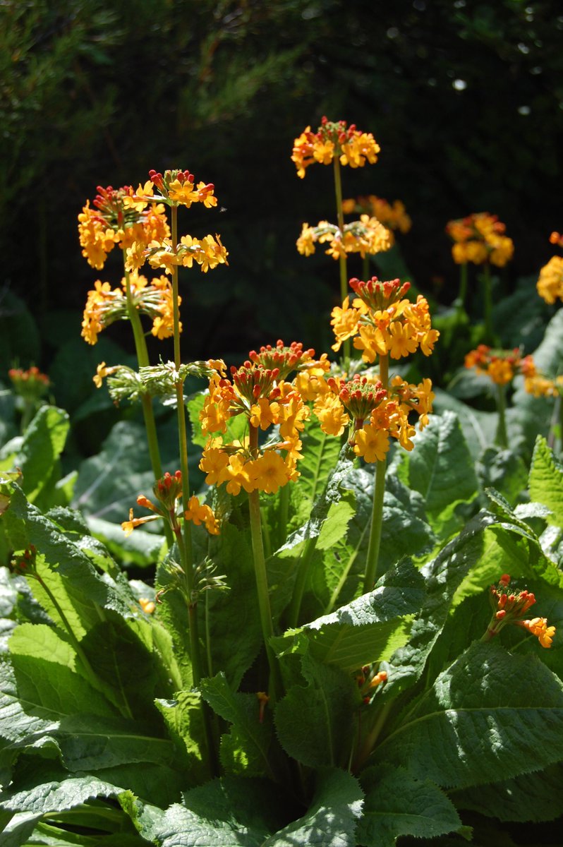 Candelabra primulas are making a welcome comeback, see them at their best <a href="/TheBotanics/">Royal Botanic Garden Edinburgh</a> and P. bulleyana-outstanding!