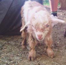 topasgoats's tweet photo. http://t.co/WKLB4iEw7I