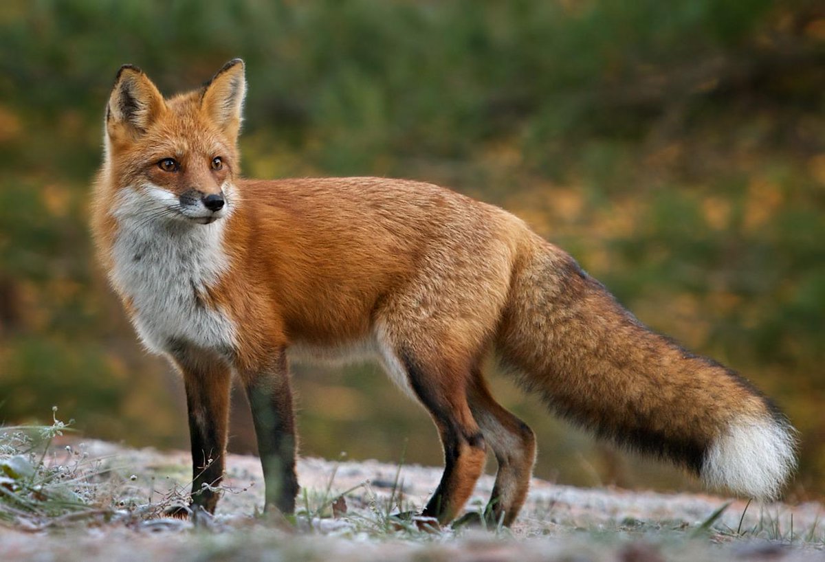 Haggard Hawks A Fox S Tail Is A Called A Brush The White Patch At The End Of It Is Called The Chape Http T Co Wfazeadg9f Haggard Hawks A Fox S Tail Is A Called A Brush The White Patch At The End Of It Is Called The Chape Http T Co Wfazeadg9f