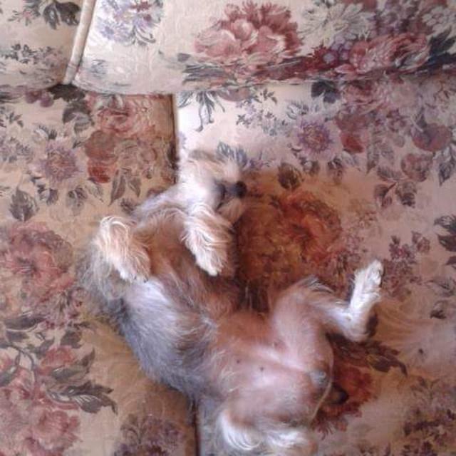 UnDarthVader's tweet photo. @Destoxic ámame perro del mal http://t.co/KVY7TzKdq3
