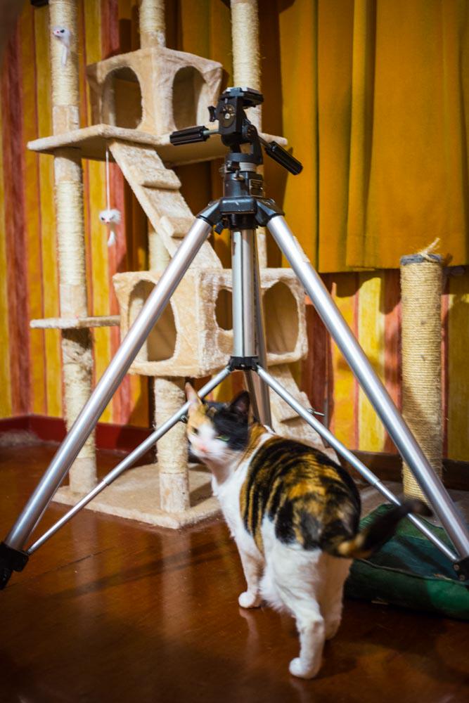 TH65's tweet photo. @danrubin (cat not included)! http://t.co/jHE5InU04T