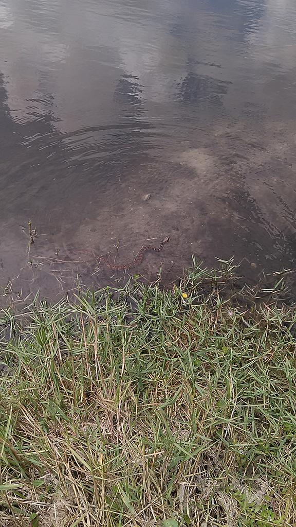 Murkinking's tweet image. Wasnt planing on attracting a baby snake with my fishing bait