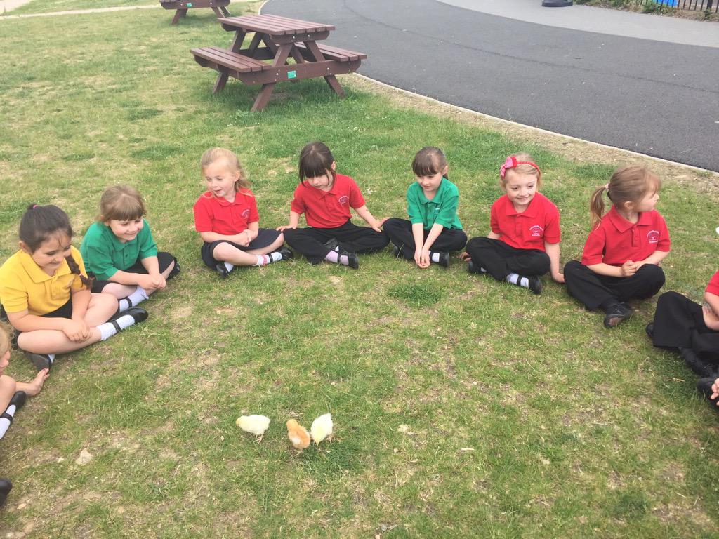 MrFraher's tweet photo. The chicks paid their first visit outside today! Amazing things going on in @KBA_EYFS Our children are very lucky! http://t.co/E30bUVbIXA