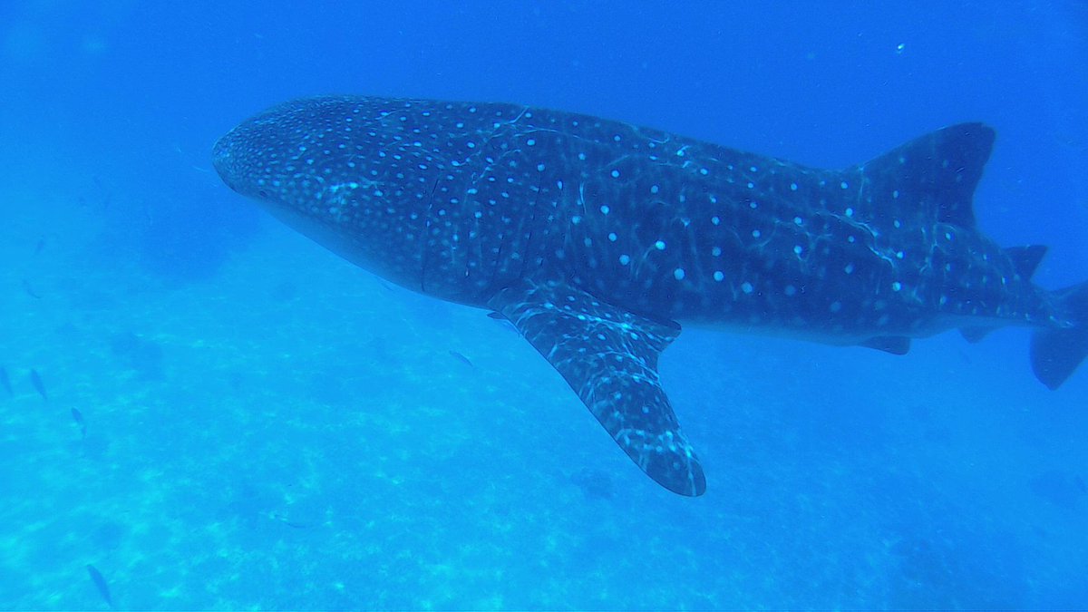 philxpat's tweet photo. amazing underwater photos of #swimmingwith #whalesharks of #oslob

http://t.co/m4ew4iCrQS http://t.co/qh5EwEfFXp