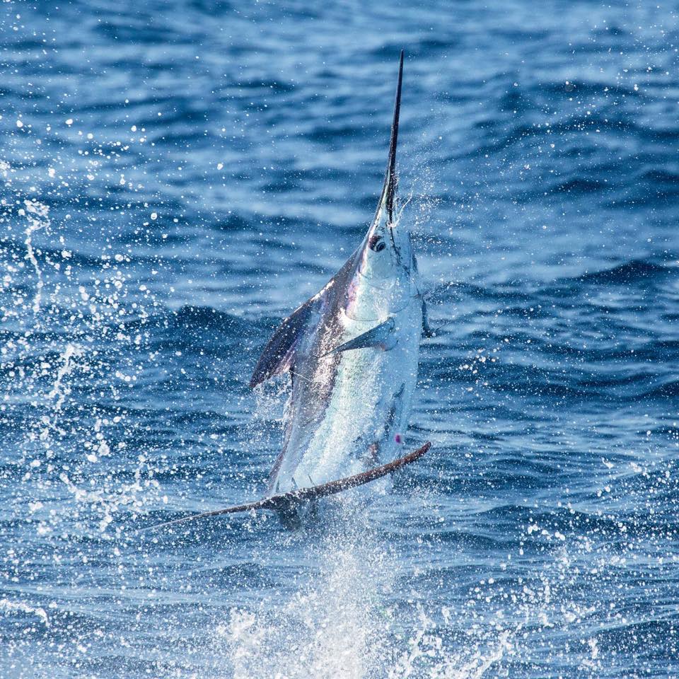 Guatemala - Rum Line went 3-5 on Blue Marlin and 4-8 on Sailfish.