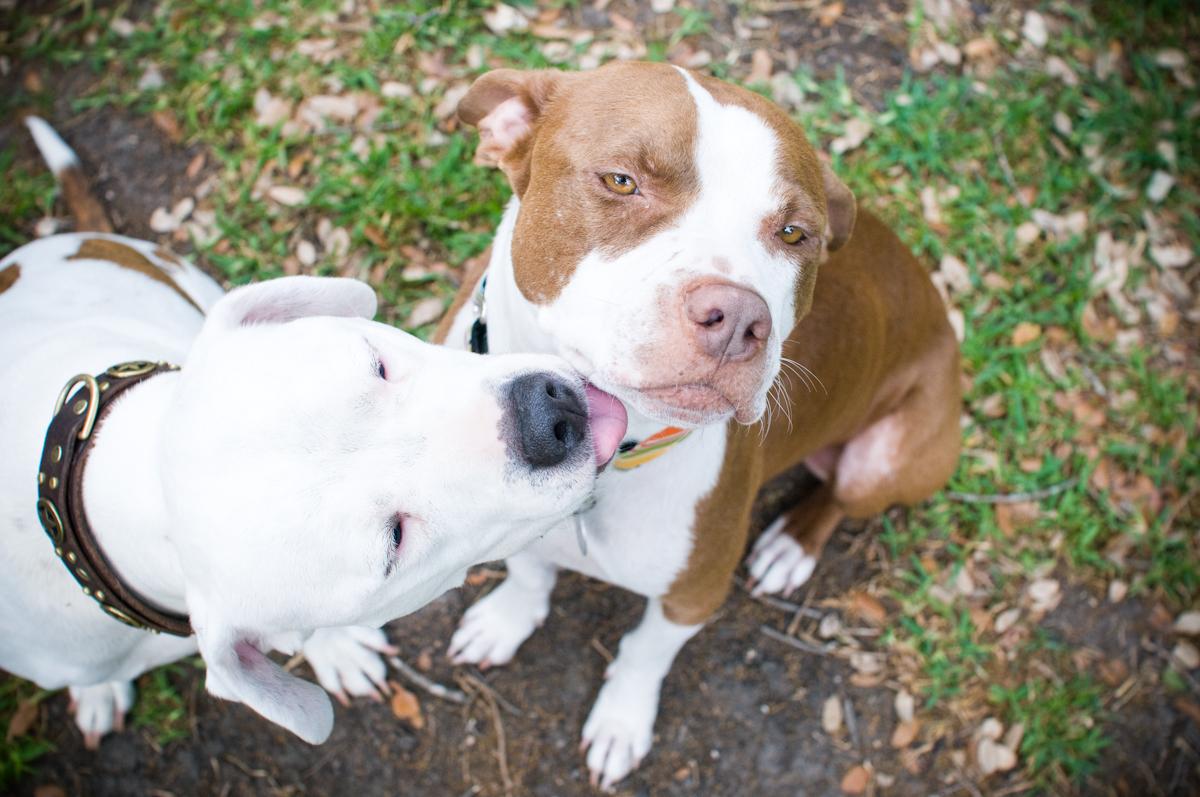 _FirstClassPets's tweet photo. Cute Pitbulls! - #dogs #puppies #pitbull #pets #animals #love #cute #photography #puppy http://t.co/VawDEhSFPL