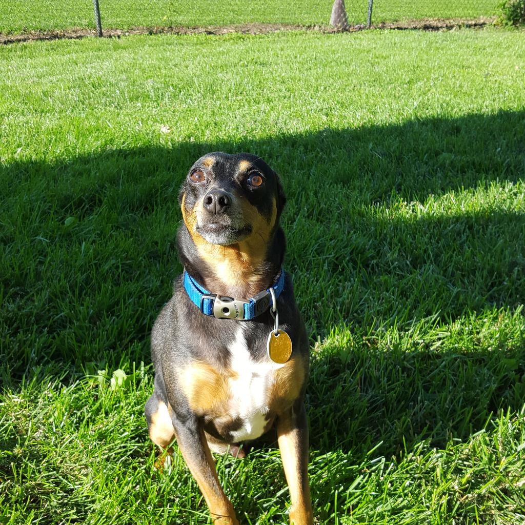 Mandala7777's tweet photo. #Charley#Dog���#Days#Of#Summer http://t.co/DC8DGrAweT