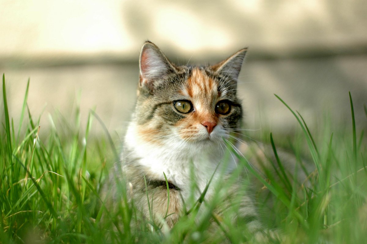 _FirstClassPets's tweet photo. Top 6 Life Hacks For Cat Owners! - http://t.co/tZ9LfaOPgi #cats #kitten #animals #lifehacks #hacks #cat #viral http://t.co/fPC7kwb9S6