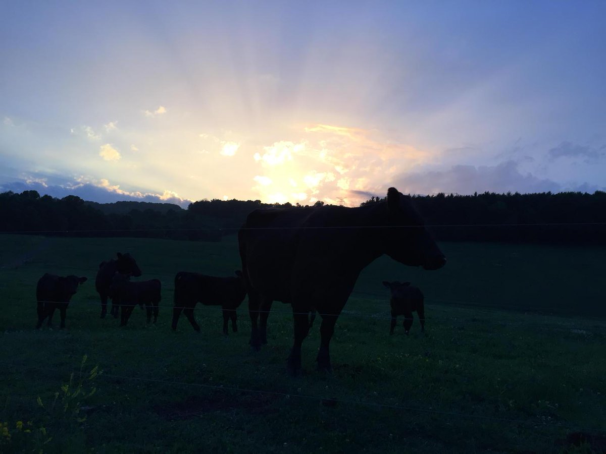 nickellfarm's tweet photo. Tell me about your office. #farmlife http://t.co/4DYHB78uCp