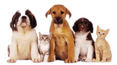 Animal Bliss tweet media